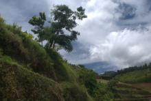 Arbre à abattre vu du bas