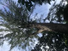 Élagage et démontage 