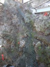 Pose du grillage et mise en place de tige d'ancrage